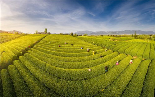 茶香滿(mǎn)松陽(yáng) 融合創(chuàng)新賦能農(nóng)副產(chǎn)品銷(xiāo)售新篇章